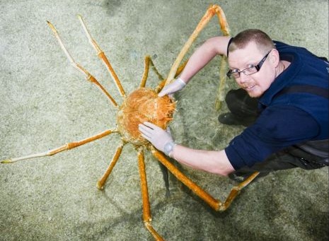 ▲ 세계에서 가장 큰 게 (사진=메트로)