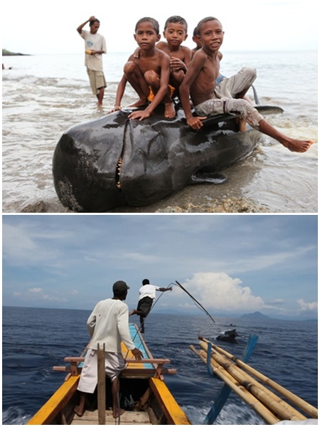 ▲ tvN 스페셜 인간 vs 고래의 한 장면/사진제공=tvN