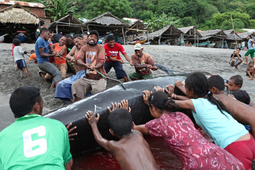▲ 고래를 옮기는 라마레라 사람들의 모습