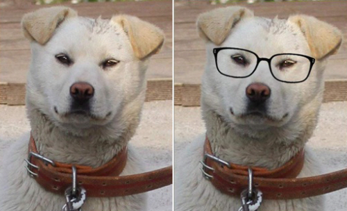 ▲김범수 닮은 개 사진에 김범수 본인의 안경을 합성한 사진(오른쪽)