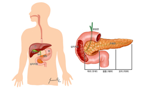 ▲췌장의 위치와 구조(자료: 국가암정보센터)