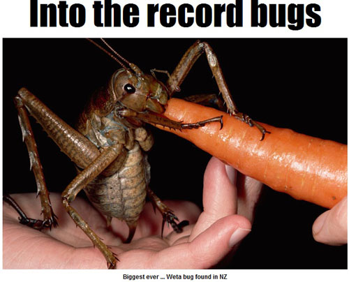 ▲ 최근 발견된 세계에서 가장 큰 벌레의 모습. 웬만한 사람의 손바닥 만한 크기다.<출처 - 더 선>