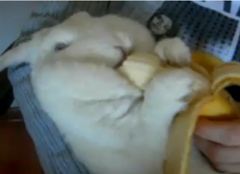 ▲ 바나나 먹는 토끼 유튜브 영상 캡쳐