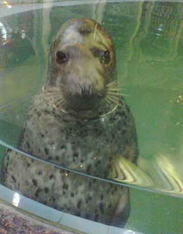 ▲ 식당 수조에 갇힌 점박이물범. / 중국 웨이보 제공