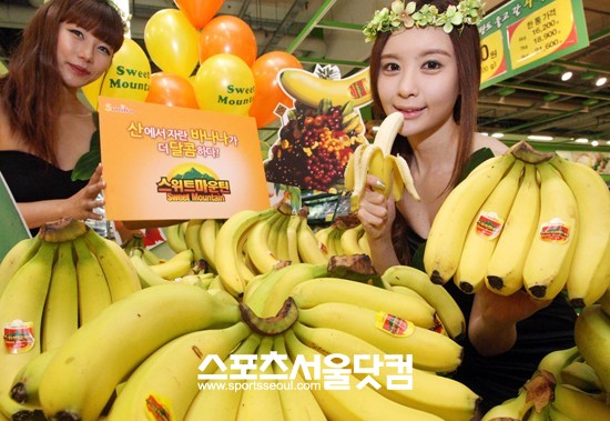 고산지에서 재배돼 당도가 일반 바나나에 비해 더 높은 것이 특징인 스위트 마운틴이 4일 홈플러스 영등포점에서 출시됐다. /이효균 기자