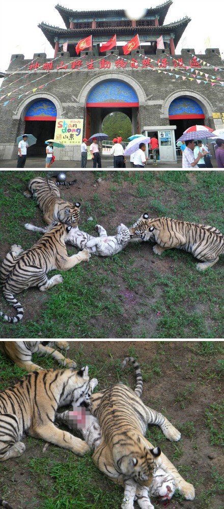 중국 웨이하이 선댜오산 야생동물원에서 백두산 호랑이들이 백호 한 마리를 공격하는 사고가 발생했다. /웨이보 캡처