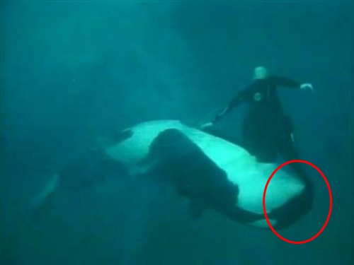 범고래 조련사공격 영상 /해당 영상 캡처