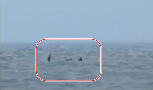 전세계 온라인상에서 화제가 되고 있는 영국 링컨셔 바다괴물 사진/온라인 커뮤니티