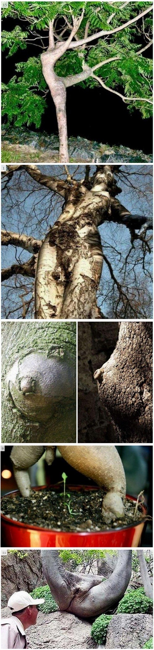 해외에서 화제가 되고 있는 섹시한 나무들 사진/해외 사이트