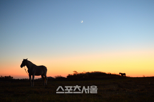 해질녘 들판에는 달이 뜨고 말이 섰다. 제주도의 푸른밤이 시작되고 있다.