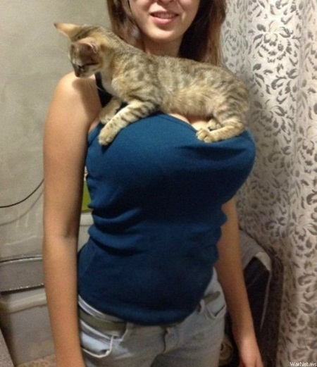 국외 네티즌들을 부럽게 만들고 있는 고양이와 글래머 여성의 사진/해외 온라인 커뮤니티