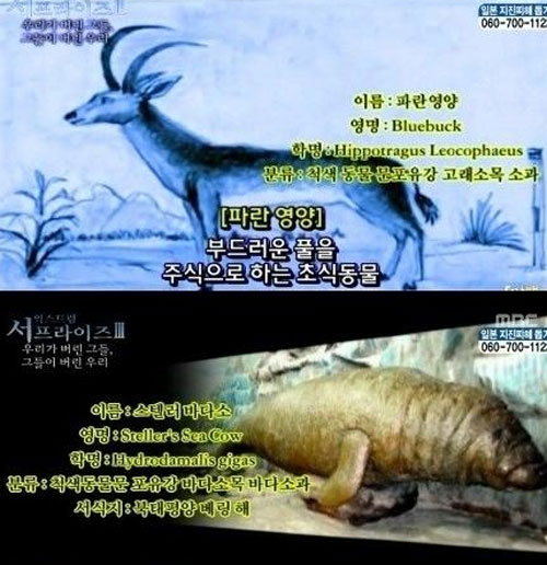 인간이 멸종시킨 동물 중 파란영양은 인간들이 파란 모피가 탐나 멸종 시킨 것으로 알려졌다. / 온라인 커뮤니티 캡처