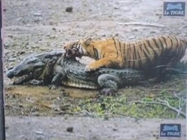 악어 사냥하는 호랑이 영상이 네티즌들의 이목을 집중시키고 있다./출처=온라인커뮤니티