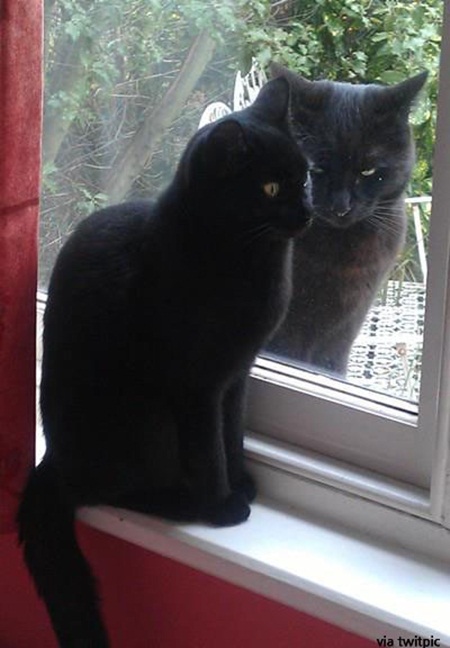 공포 거울을 본 고양이 사진이 네티즌들의 관심을 끌고 있다. / 사진 출처=온라인 커뮤니티