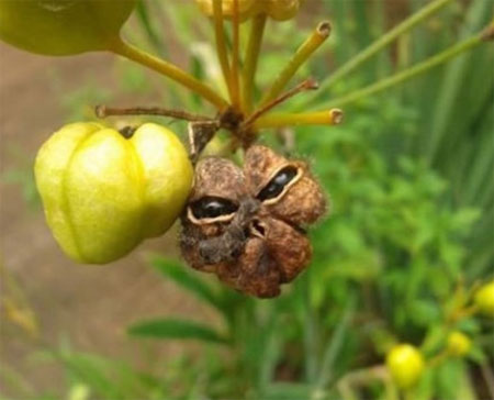 악마 형상을 한 과일 사진이 화제다. / 온라인 커뮤니티 캡처
