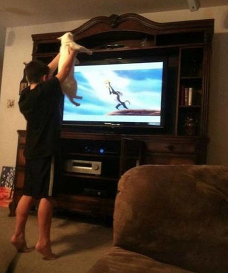 고양이를 위한 4D 라이언킹이 화제다./국외 온라인 커뮤니티 게시판