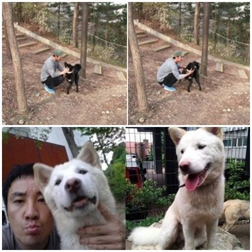 엄태웅 진돗개 사진이 누리꾼들 사이에서 화제다. / 온라인 커뮤니티 캡처