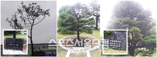 전두환 전 대통령이 모교인 대구공고에 기념 식수한 나무들이 녹음을 자랑하고 있다.(왼쪽부터 교목 소나무 식수기념(2009), 모교 방문기념 식수(1994년, 1996년 순) / 대구= 박대웅 기자