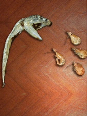 바다의 무법자 멸치 이미지가 온라인상에서 네티즌들의 눈길을 끌고 있다./온라인커뮤니티