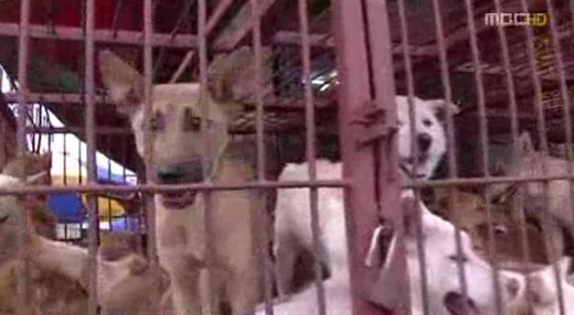 중국에서 열린 개고기 축제가 현지 동물보호운동가들 사이에서 논란이다. / 사진=MBC 뉴스 캡처(기사와 관련 없음)