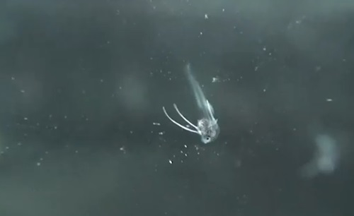 여수 괴물 물고기의 정체가 홍투라치로 판명됐다. / 유튜브 영상 캡처