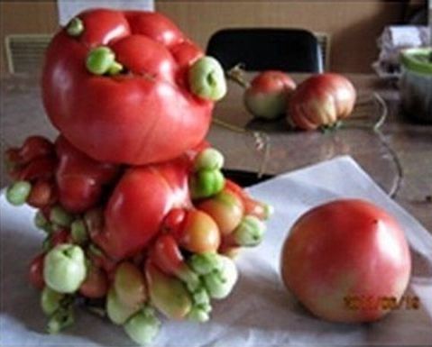 일본 방사능 수증기의 영향으로 변형됐다고 알려진 악마의 열매, 하지만 정확한 원인은 알려지지 않았다./ 온라인 커뮤니티 캡처