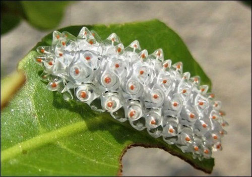 보석 젤리 벌레 사진이 누리꾼들의 눈길을 끌고 있다. / 출처= 프로젝트 노아