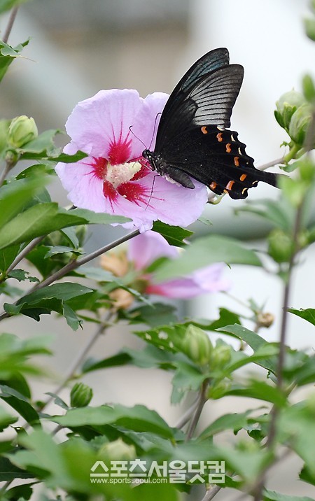 고성 통일전망대에서 무궁화 꿀 빠는 제비나비