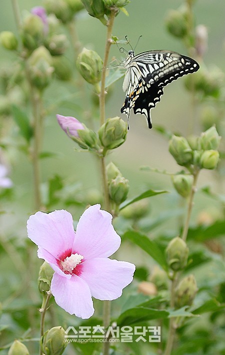 무궁화 위로 자유로운 호랑나비의 비행