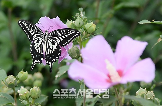 무궁화 품에 안기여…