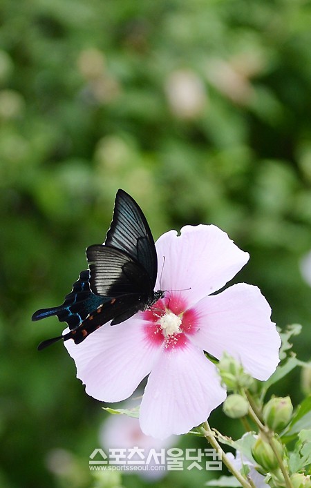 다음달 이산가족 상봉을 앞두고 남북관계가 경색국면을 벗어나는 가운데 28일 오후 강원도 고성 통일전망대에서 토종 제비나비가 무궁화 꿀을 평화롭게 빨고 있다. /고성=문병희 기자