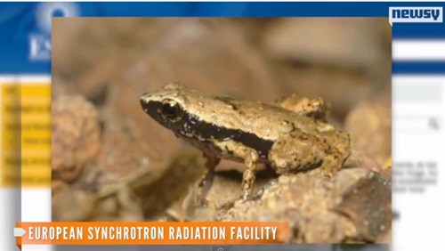 입으로 소리듣는 개구리의 청각원리가 밝혀졌다. / 유튜브 영상