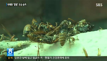 외래종 말벌의 도심 습격이 문제가 되고 있다. / SBS 캡처