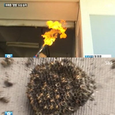 외래종 말벌 도심 습격에 누리꾼들이 관심을 보였다. / SBS 뉴스 캡처