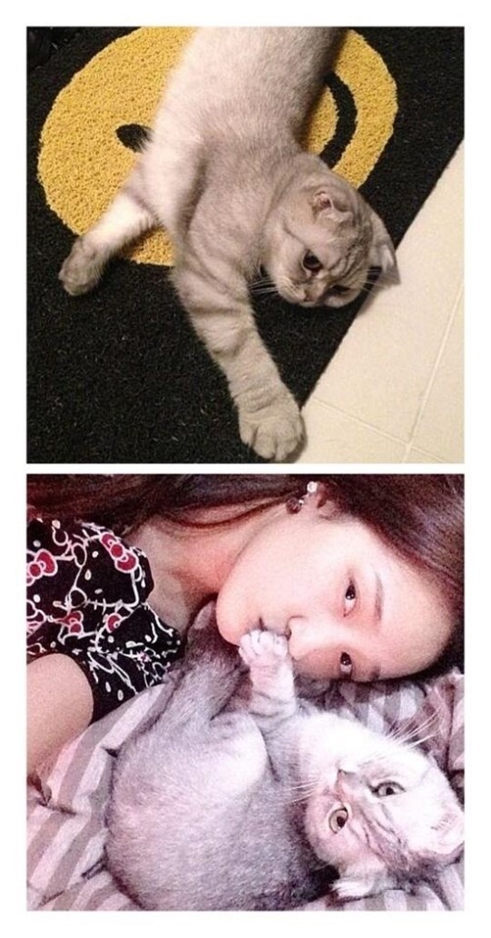 타오의 웨이보 프로필 사진 고양이가 미쓰에이 지아의 고양이로 밝혀져 두 사람이 열애 의혹에 휩싸였다. / 타오-지아 웨이보