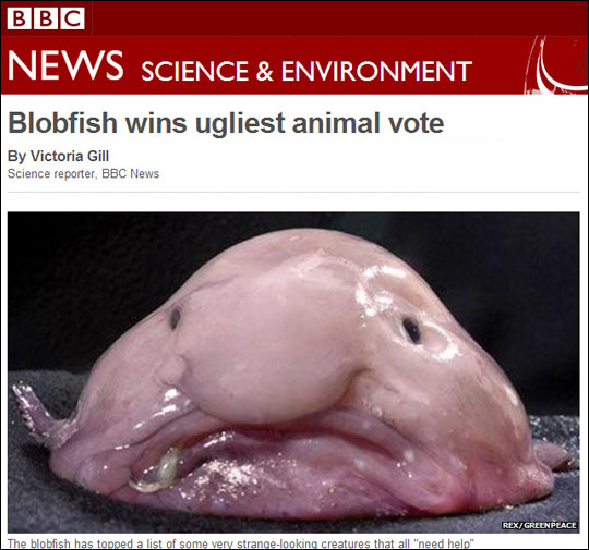 세상에서 가장 못생긴 동물로 호주에서 서식하는 블롭피쉬(Blobfish)가 선정됐다. / 사진 = 영국BBC 보도 화면 캡처