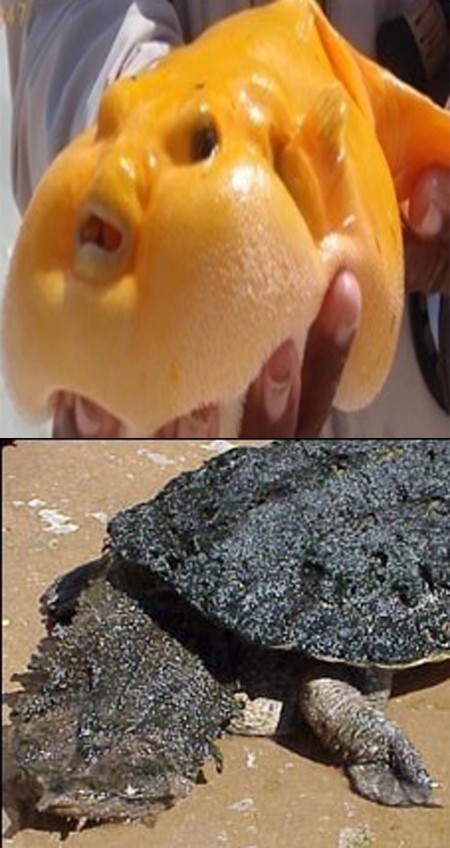 가장 못생긴 동물 1위 2위가 공개돼 누리꾼들의 클릭을 유도하고 있다. /온라인 커뮤니티