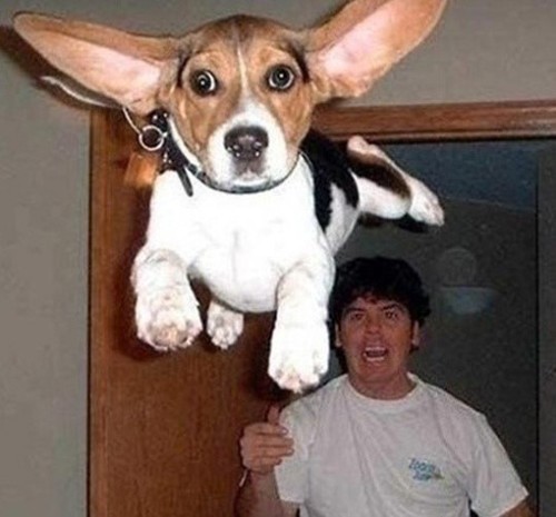 비글의 성격 키워드가 온라인을 뜨겁게 달구고 있다. /온라인 커뮤니티