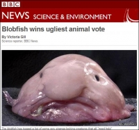 못생긴 동물 1위 블롭피쉬? 호주 심해에 사는 '멸종 위기종' 