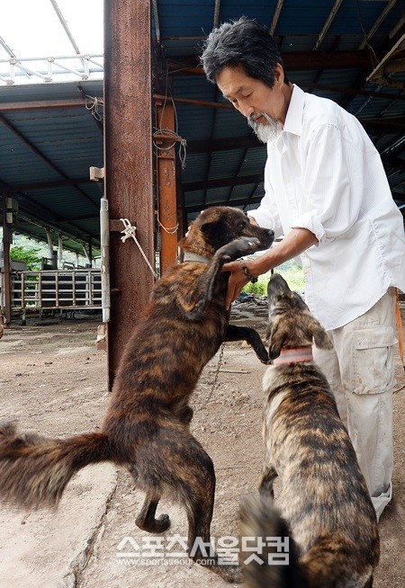 자신의 농장에서 기르는 개들 가운데 용맹한 범돌이(왼쪽)와 호돌이를 소개하는 강 전 대표.