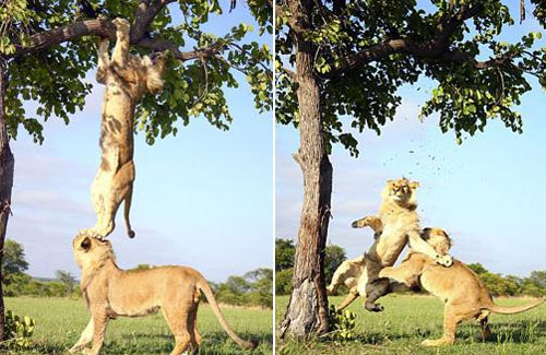 나무에 매달린 사자가 눈길을 끌고 있다. / 온라인 커뮤니티 캡처