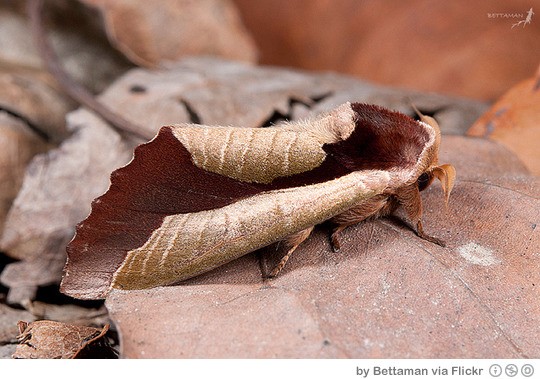 최근 한 소셜 미디어에 낙엽으로 변신한 나방 사진이 올라왔다. /사진=외국 소셜 미디어