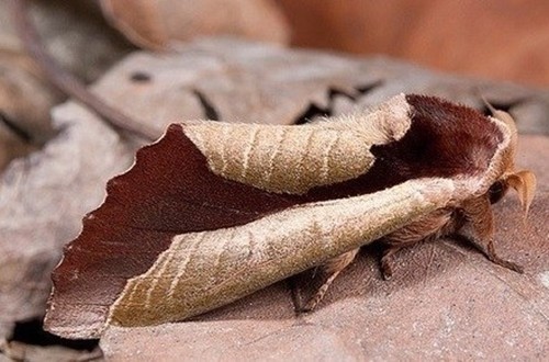 낙엽으로 변신한 나방이 네티즌들의 눈길을 끌었다. / 온라인 커뮤니티