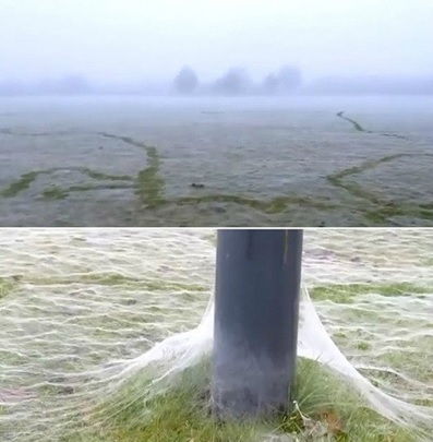 최근 온라인 커뮤니티 게시판에 초대형 거미줄 사진이 공개돼 누리꾼들 사이에서 화제다./ 온라인 커뮤니티 캡처