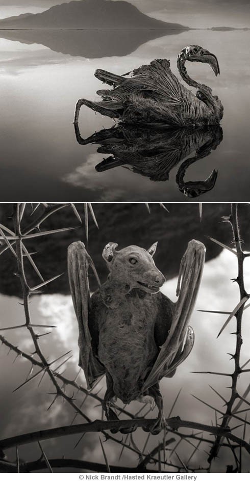 동물이 돌이 되는 호수가 해외 언론을 통해 알려지면서 그 배경에 관심이 모아지고 있다. 사진은 메두사 호수로 불리는 탄자니아 나트론 호수에서 발견된 동물 미라들./사진=미국 뉴욕 갤러리의 보도자료