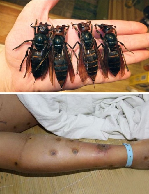 지난 4일 영국의 한 언론매체는 중국에서 살인 말벌이 기승을 부리고 있다고 보도했다. / 온라인 커뮤니티 캡처