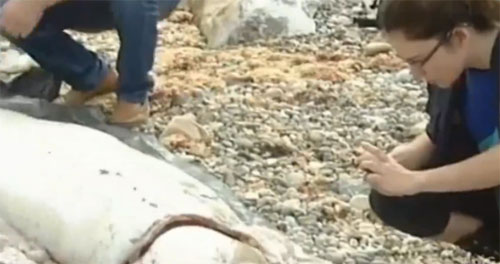 180kg 괴물 오징어 사체가 스페인 해안에서 발견됐다./온라인 커뮤니티 영상 캡처