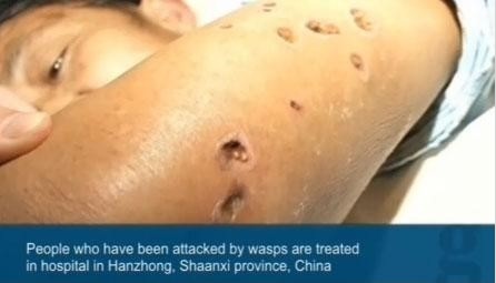 최근 중국 산시성에서 땅벌에 쏘여 42명이 사망했다./온라인 커뮤니티 캡처