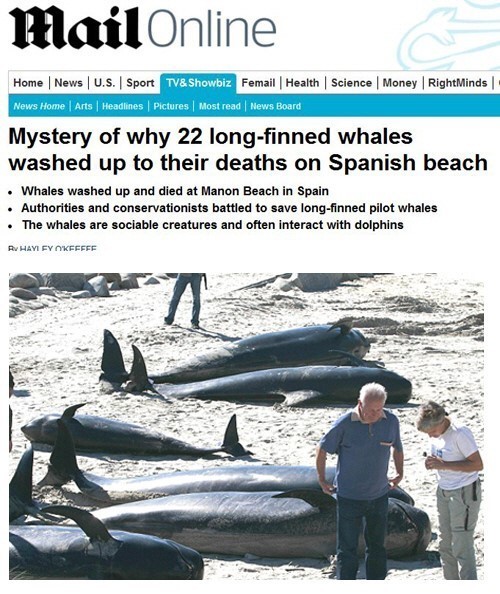 스페인서 고래가 떼죽음을 당했다. / 데일리 메일