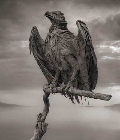 동물이 돌이 되는 호수. / 국외 커뮤니티 캡처